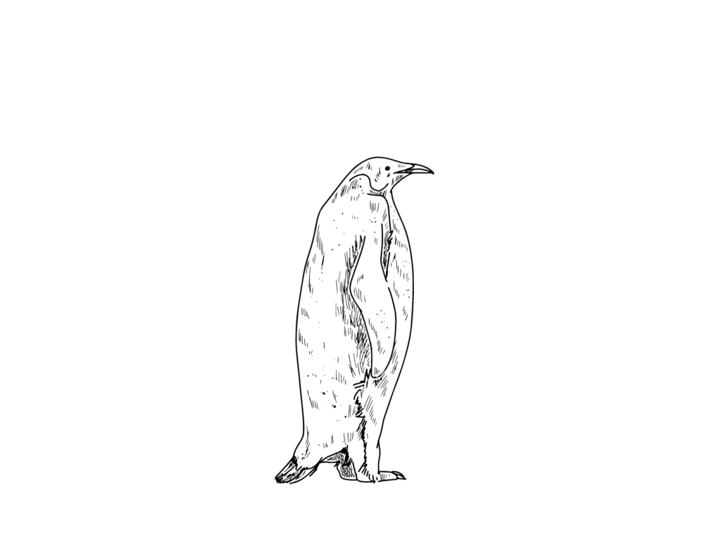 Pen drawing of a penguin